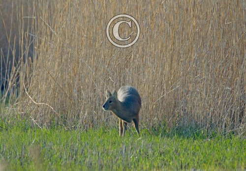 Chinese Water Deer 7